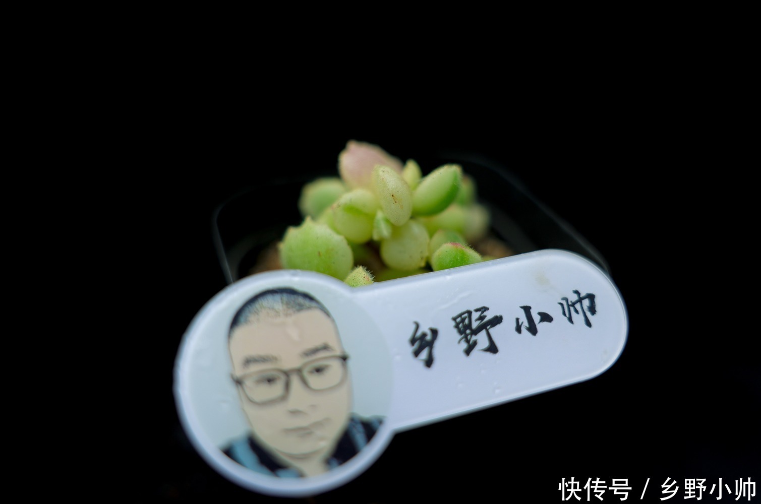 小帅|让小帅告诉你,小苗这样养,小苗健康又漂亮