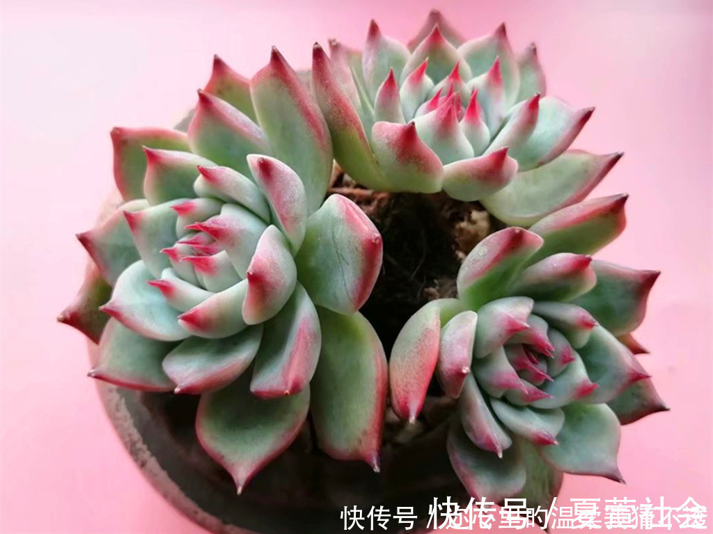 锦晃星|养多肉经常走进的3个误区,大胆走出来,你的多肉会越来越美