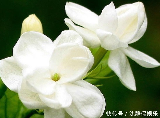 夏天|夏天养菊花不如养这些花卉,越热长得越好,放在阳台,晒晒变花海