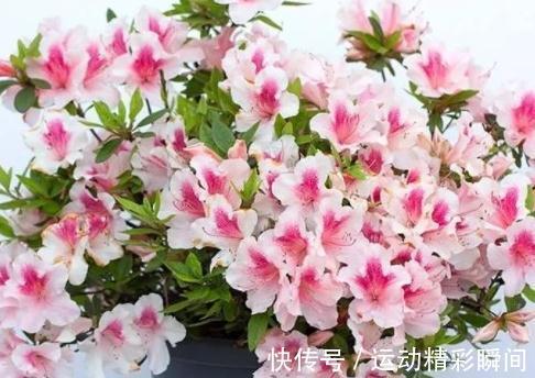 越来越多的人舍弃西洋杜鹃,却爱养四季开花的它,低维护是重点