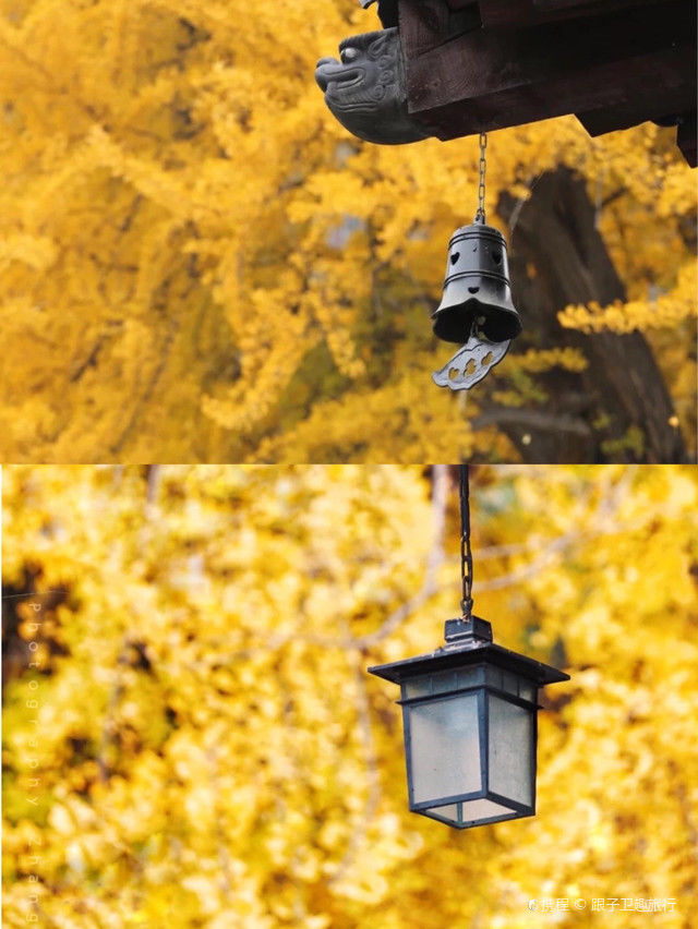 银杏|西安古观音禅寺内的千年银杏日渐金黄