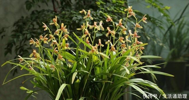 春季养兰花，要做“2件事”，花苞窜满了，开花芳香、长爆盆！