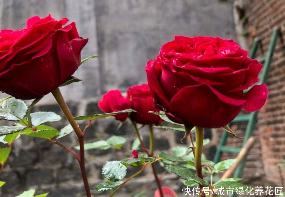 月季花的花苞长了软软的白毛，像发馒头似一样，怎么回事？