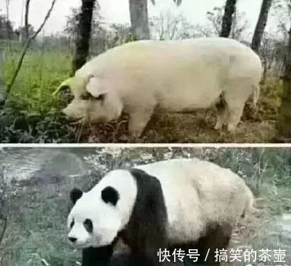 |送你九个笑话笑晕你,哈哈哈