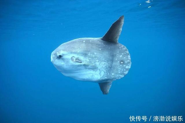 吉尼斯生殖力最强脊椎动物,一生暴长6000