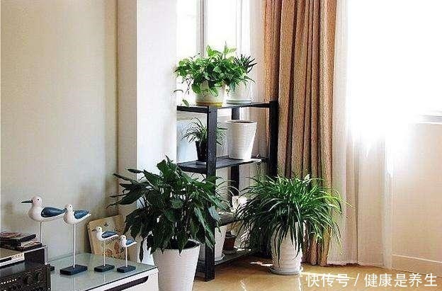 金钱树|家里养花，选这5种花，好养好看还招财，都有“好意头”！