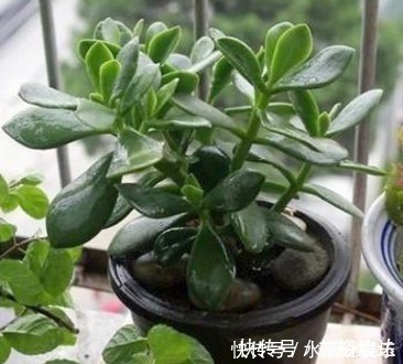 多肉|这些多肉真的有毒，喜欢养花的你要当心，萌新涨姿势