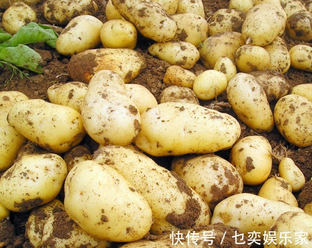 夏天热，土豆买多了，不要放冰箱！教你农村土方法，放半年不发芽