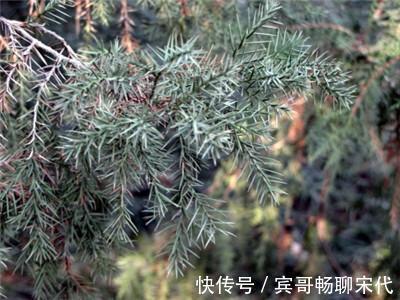 野生|经常掉头发莫慌!不妨用此物煮水洗头发,乌发生发远离脱发烦恼