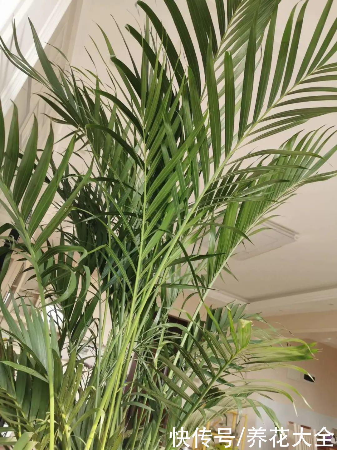 10种花越高越值钱，能长到2米，大高个霸气镇宅