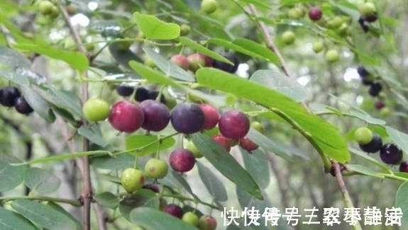 野生植物|田坎的一种野草，农民看到一棵拔一棵，了解它的人当成宝