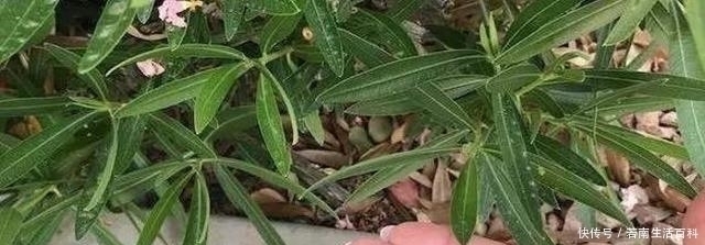 肠溶片|黄豆水养花太臭，用这种药片养花，肥效足，根壮叶绿，养啥都旺