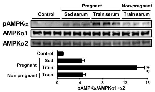 《细胞》子刊：运动的好处能通过胎盘传给宝宝！科学家发现，小鼠运动会刺激胎盘分泌SOD3，改善子代肝脏代谢功能丨科学大发现