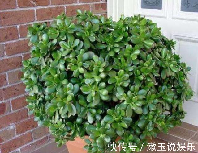 肥料|想把玉树养开花，避开“修剪”误区，秋末必然满树花