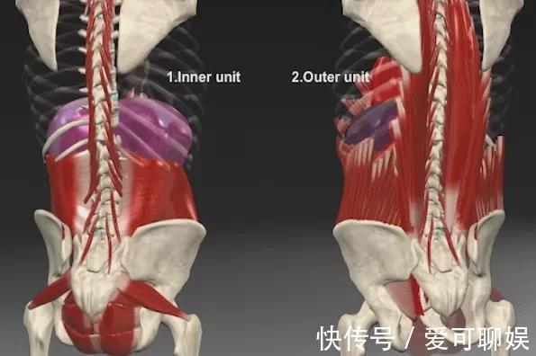 背部|练瑜伽,如何加强下背部力量?这8个动作超好用!(附解剖图)