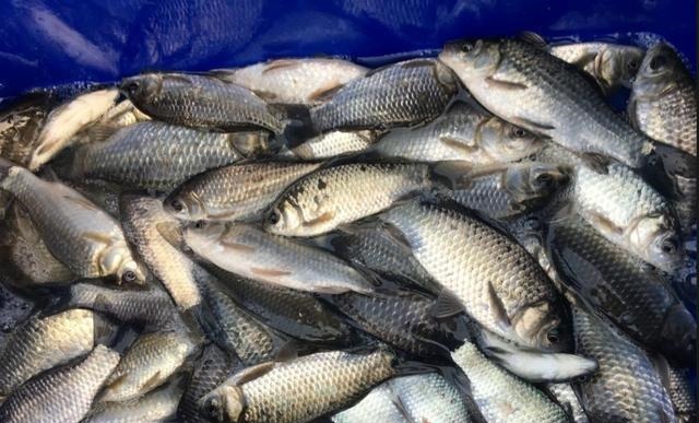 冬钓鲫鱼用多粗的线:0.8子线和0.4子线有何区别?