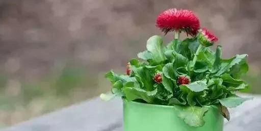 这几种“小药片”可别扔了,放水里搅一搅,促生根开花还能防烂根