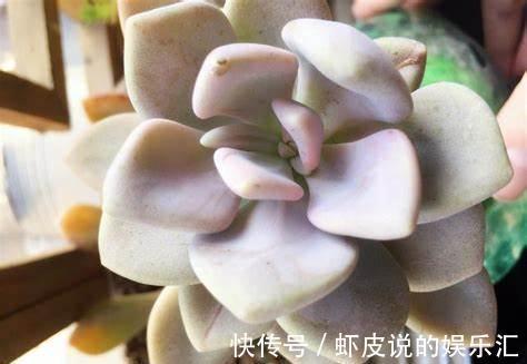 养花试试这几款,色彩丰富多彩,在阳光下闪闪发光