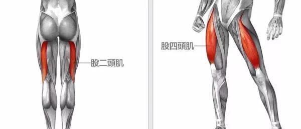 股四头肌|40岁男人绝对锻炼是什么么杠铃深蹲避坑指南,健腿促睾很容易