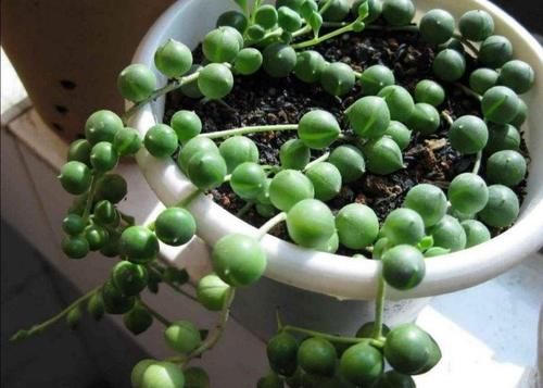 养多肉就得“控水”？不，单独水培它们，反而长得又快又好