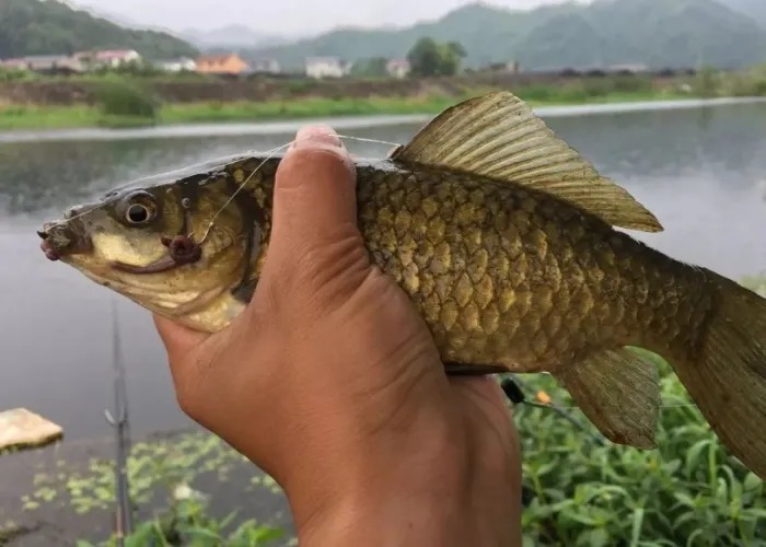 天气太冷，诱鱼太慢？那是你用过这4个打窝方式，别再傻傻不知情