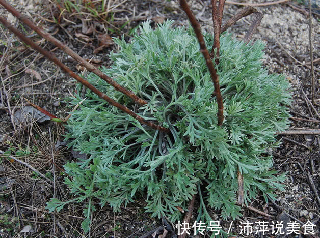 它被号称“草中之王”,能当调料还是一味良药,价值宝贵得重视