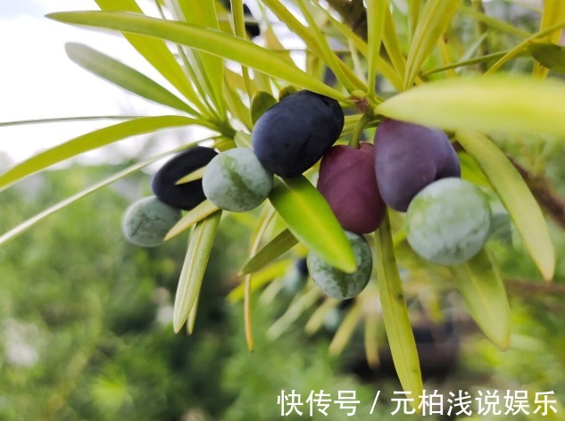 桂花|院子里有空地要种三种树，没空地挤挤也要种，寓意深远