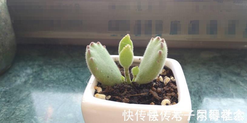 地方|多肉植物熊童子没精神，早点检查下这3地方，可能马上找到元凶