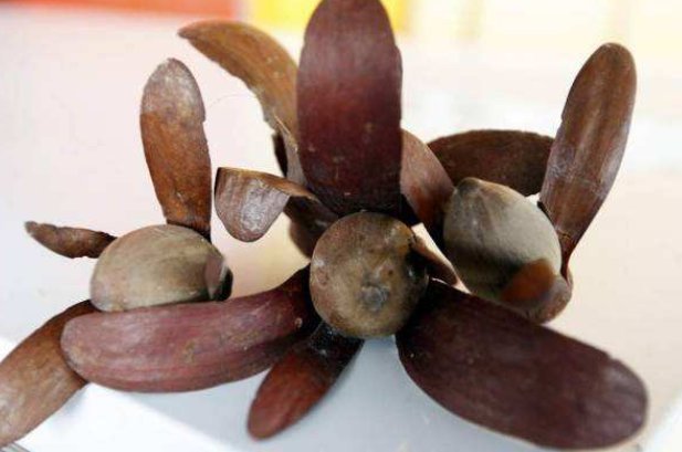  特供|亚洲最贵的“特供鱼”一口鱼肉要600元，名字在中国很霸气