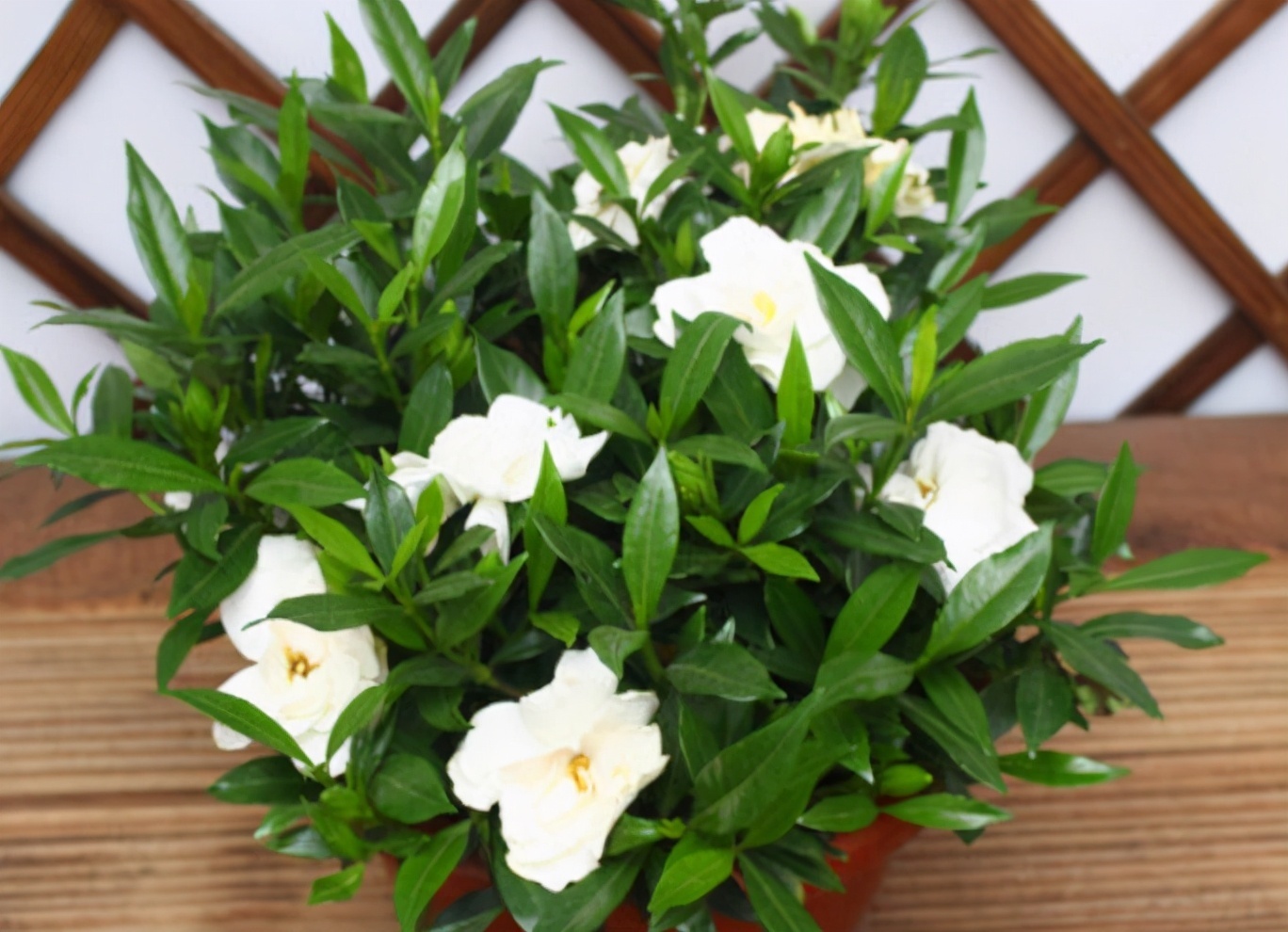 栀子花|养花高手都在养这6种花,四季开花非常美,最后3种“香味”足