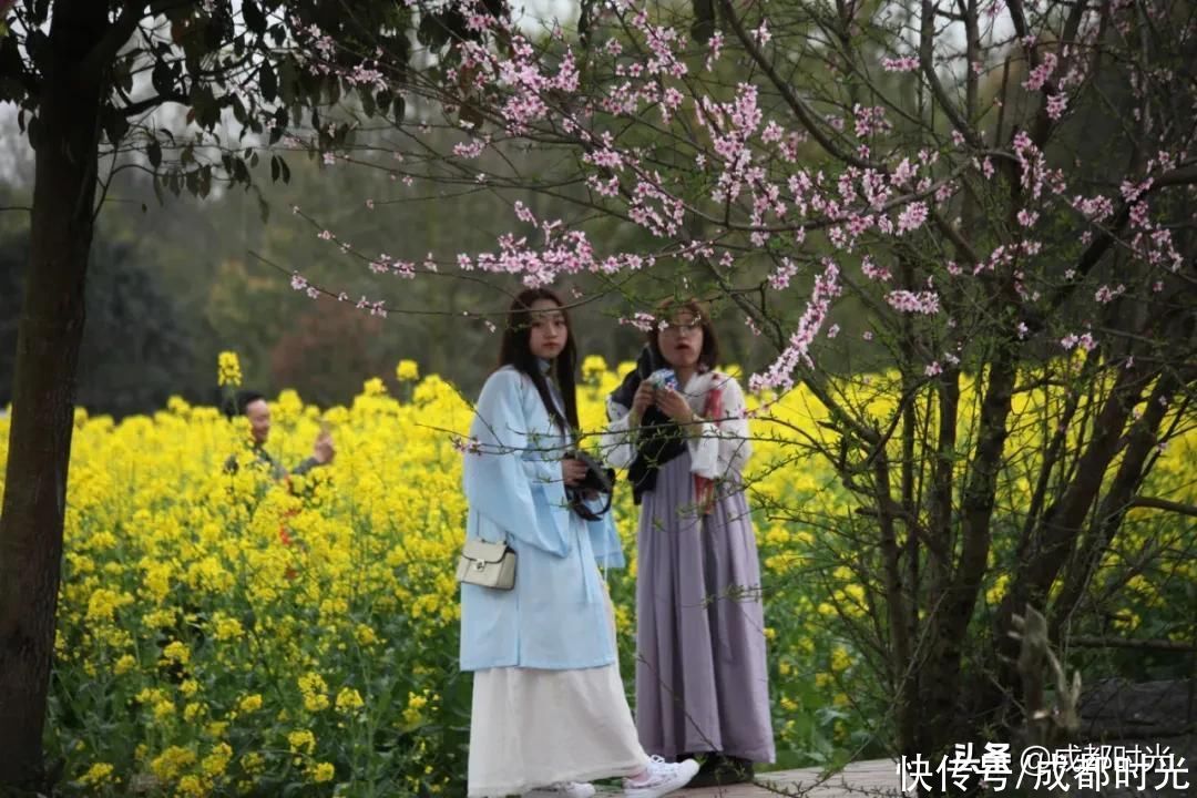 22℃的成都 7个油菜花地点 就近选择