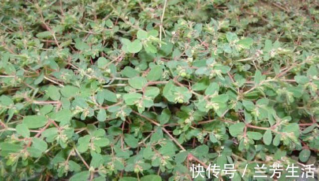 野草|农村有1“血见愁”,最爱住墙角,遇上可别小瞧,是珍贵中草药