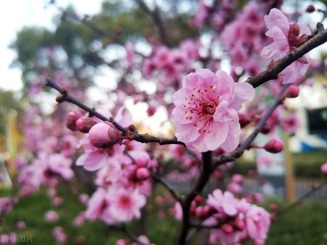 路过上海莘庄地铁站北广场绿地市民惊喜地发现美人梅已迎春怒放