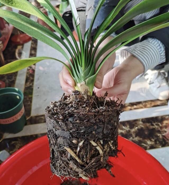 春天给兰花、君子兰换盆,土里多加“1种”小东西,生根快长得旺