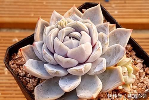 雪兔|多肉粉蓝鸟和雪兔都非常的好养，那么哪个品种更适合阳台养护呢？