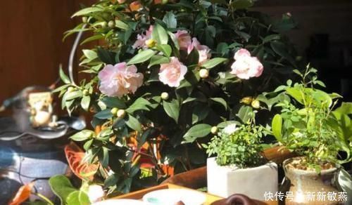 香蕉皮,养花界的“春泥”,简单处理就能护花,添营养、省钱