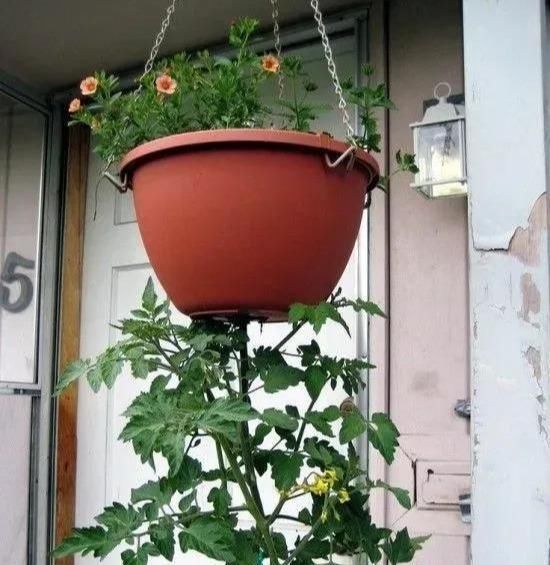 植物|没地种花种菜,没时间浇水几个塑料瓶就能解决,DIY变废为宝