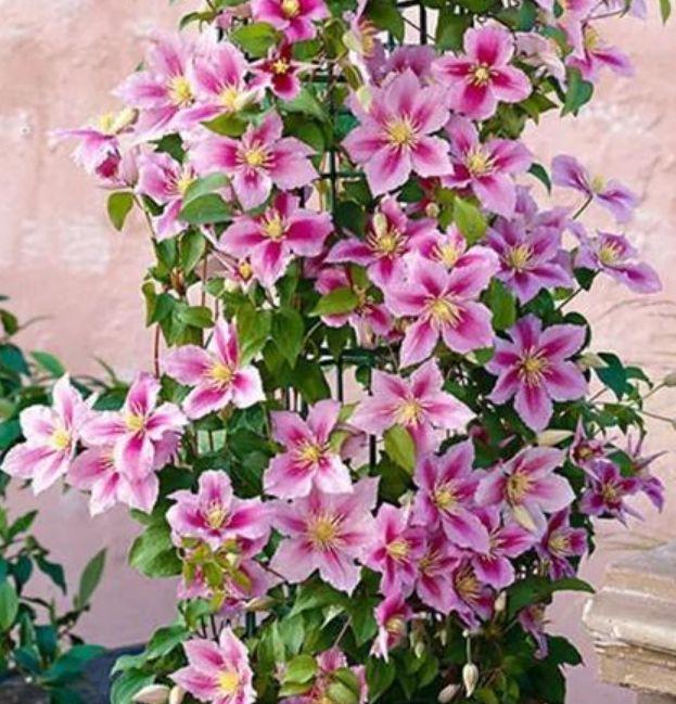 养花就养4种花,好养易活花量大,招财又纳福,谁养谁喜欢