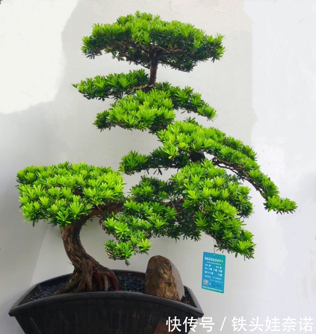 2021养盆镇宅花,当做守护神,好运进来,霉运离开!