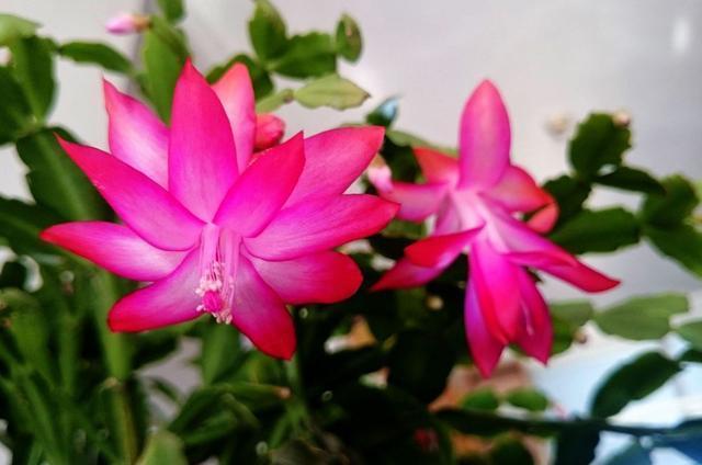 养花就养此3种，花朵硕大颜色鲜艳，好养易活爆盆容易，人见人爱