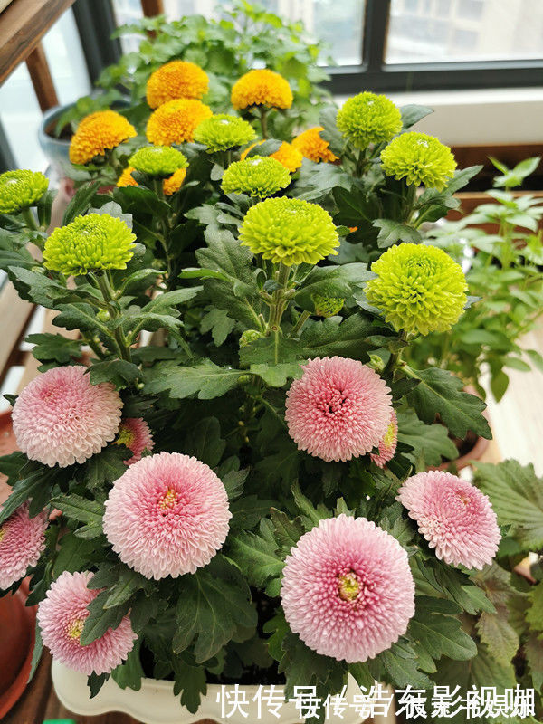 喜欢养花,不如养盆夏洛特夫人,十分亮丽显眼,美观动人