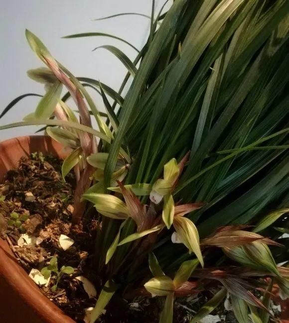 长寿|一棵长寿的花,124个花箭,开花,锅盖打开的方法