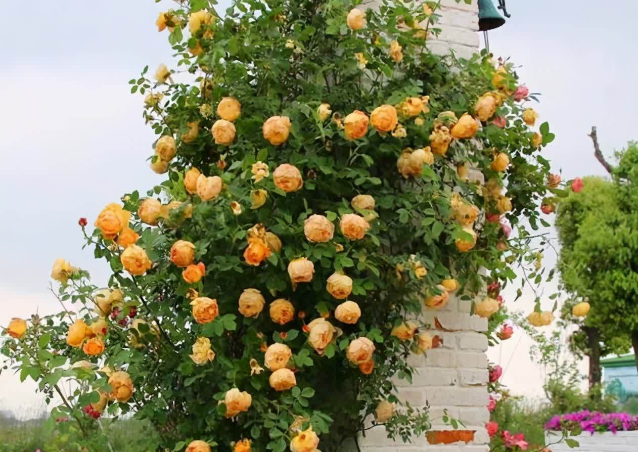 看了她的院子,治愈了我的心情!栽满藤本月季,美成了花海