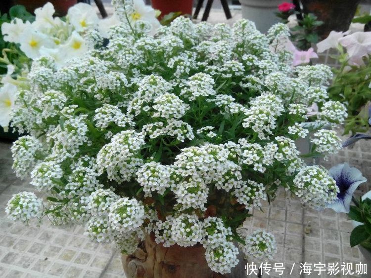 大花蕙兰|适合新手养的兰花，比绿植还好养，勤花勤草，花色漂亮，幽香四溢