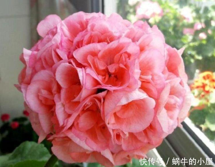 4种花不怕冷不怕热,好养又漂亮,养家里,1盆顶5盆