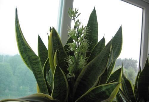 虎皮兰这样养，变成“大壮汉”，开花却“仙气十足”，结满相思豆