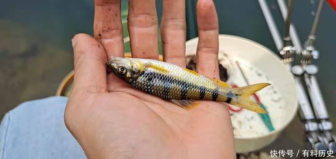 溪石斑,鱼体虽小价格昂贵,很多钓鱼人根本不懂如何垂钓!