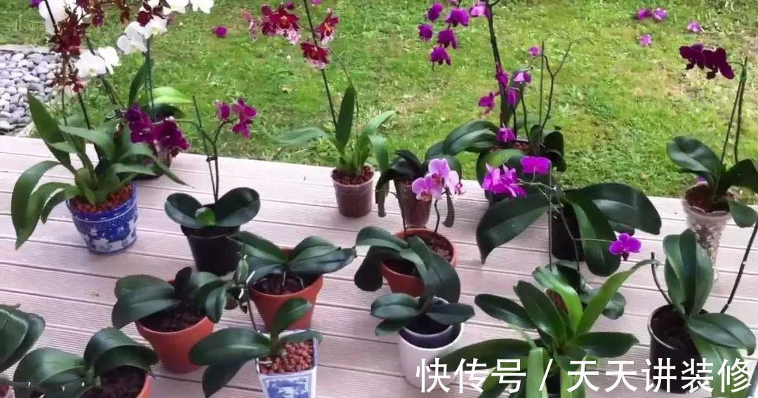 龟背竹|4种“泼辣花”,长出“气生根”,是好事,不用扦插,剪下来就活