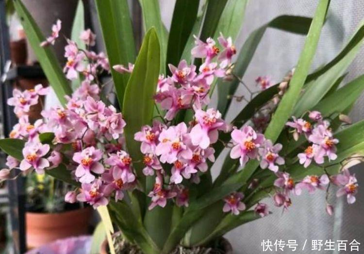 几种漂亮花,好养易活能爆盆,阳台变花海,天天有花赏!