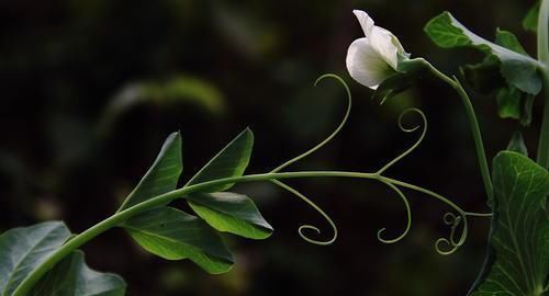 双亲|出生在几点钟的孩子,受到长辈疼爱,长大后出人头地,反哺双亲